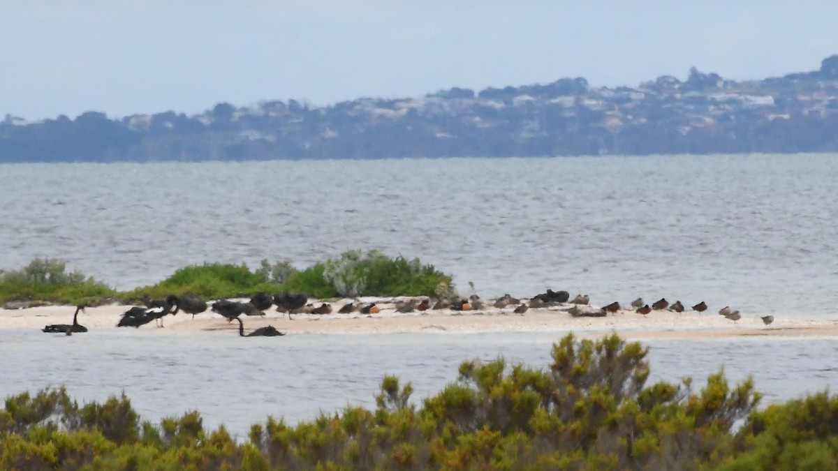 Halsbandgans - ML646278637