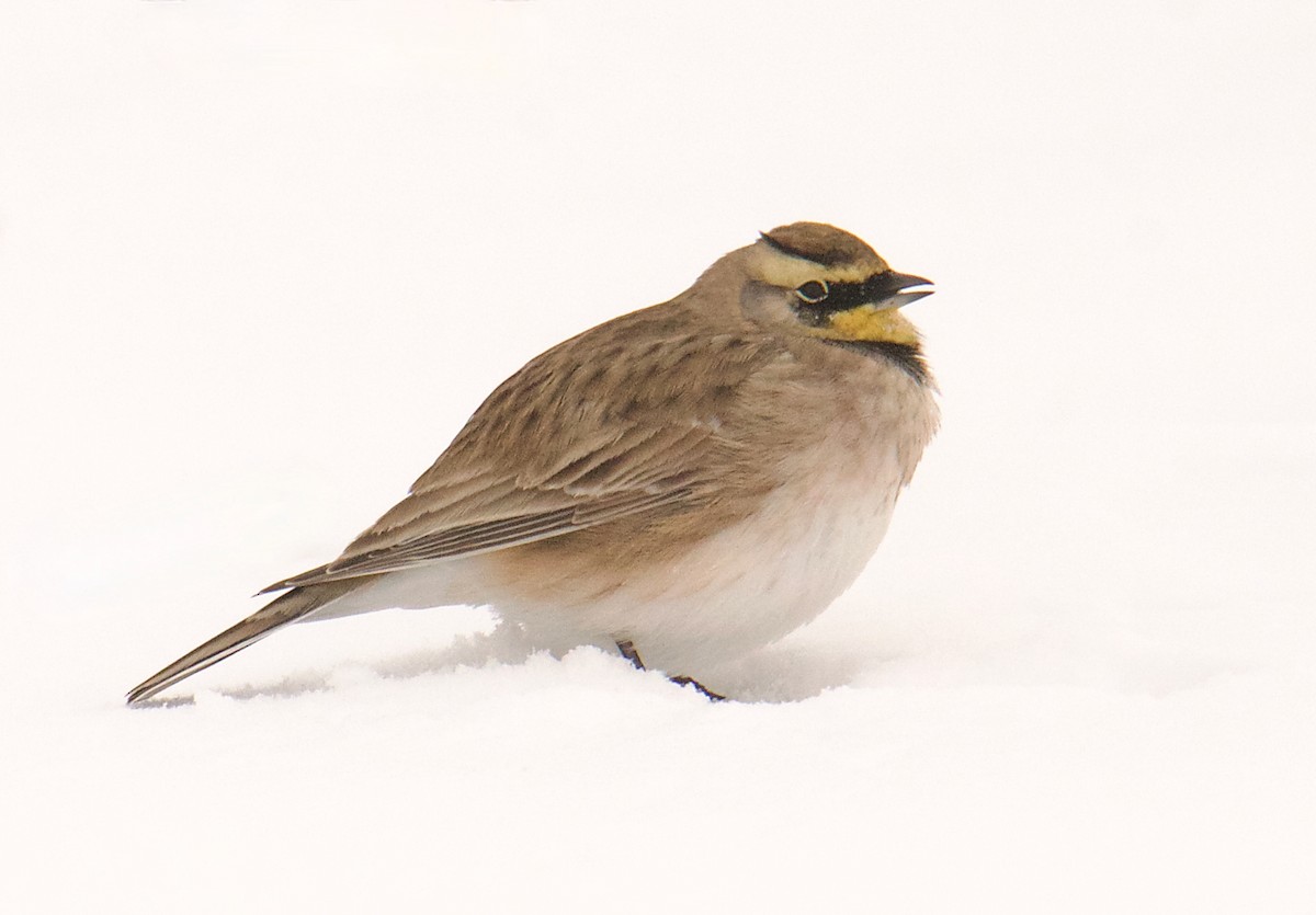 Ohrenlerche - ML646278641