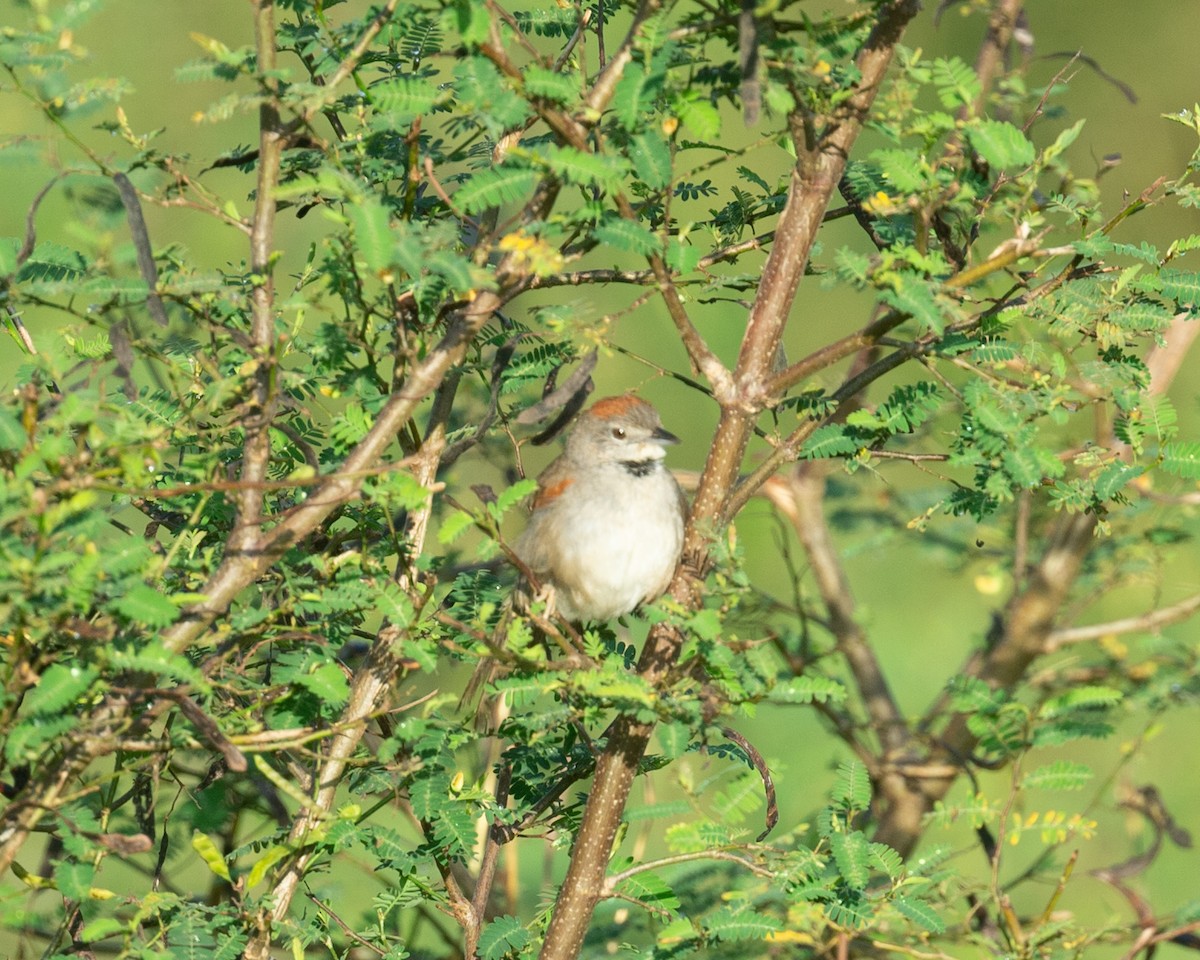 Pale-breasted Spinetail - ML646278645