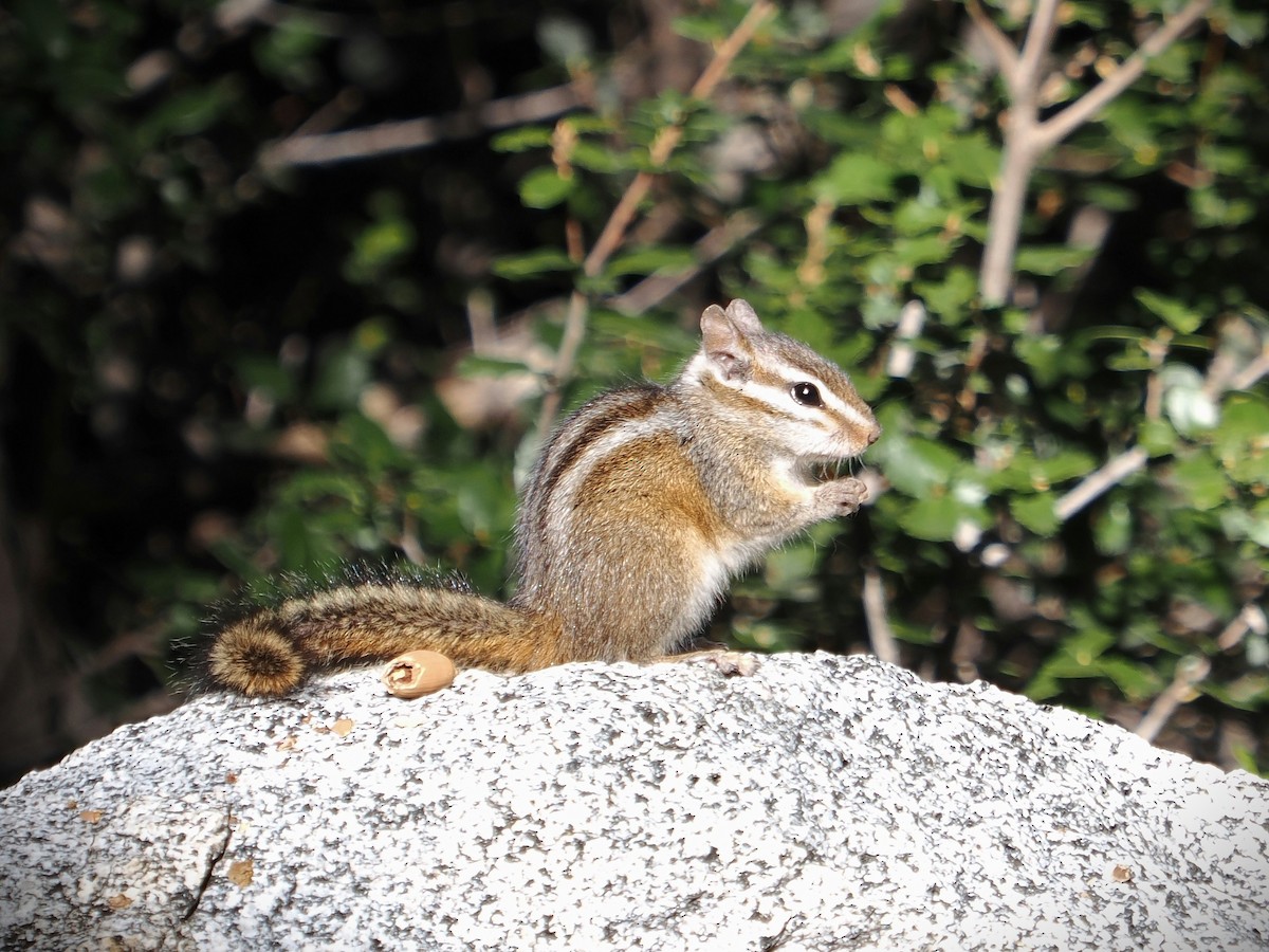 Merriam's Chipmunk - ML646278646