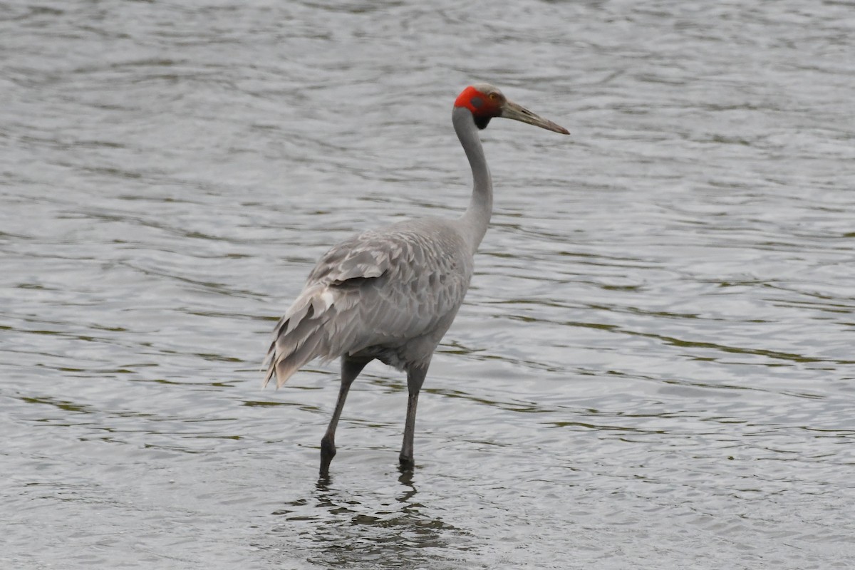Brolga - ML646278650