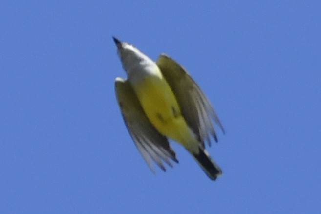 Western Kingbird - ML646278652
