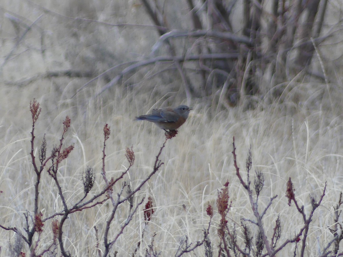 Western Bluebird - ML646278669