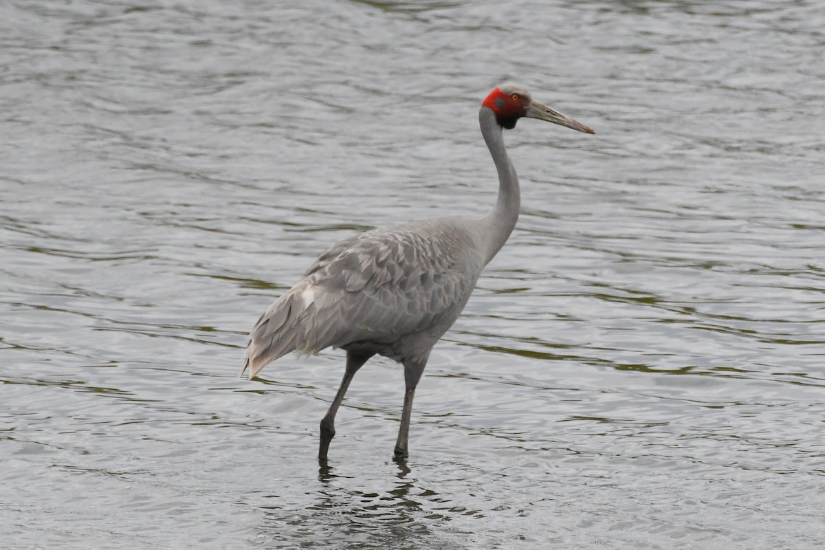 Brolga - ML646278670