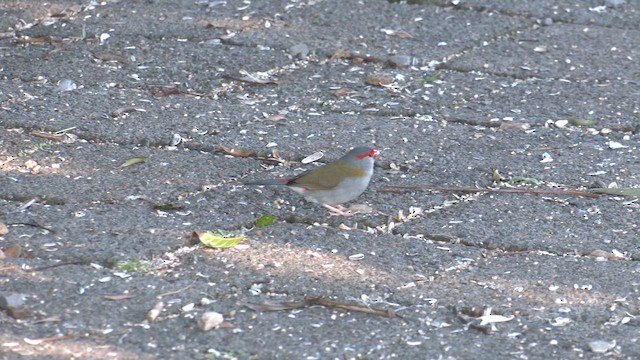 Diamante Cejirrojo - ML646278672