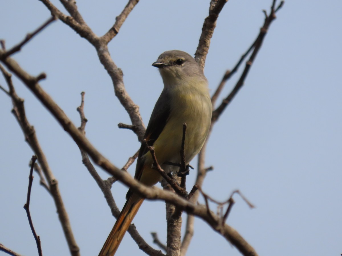 Small Minivet - ML646278673