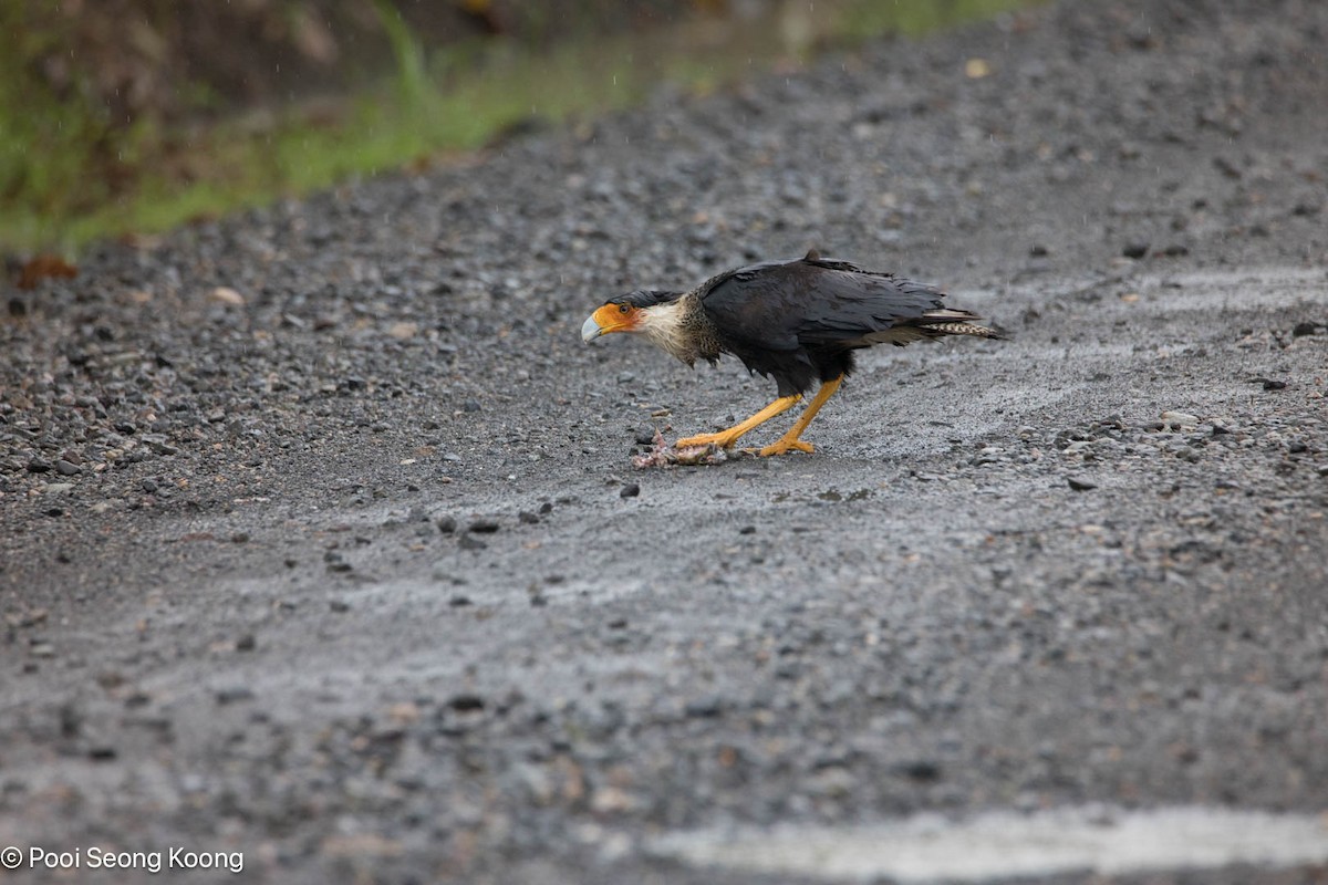 Crested Caracara - ML646278674