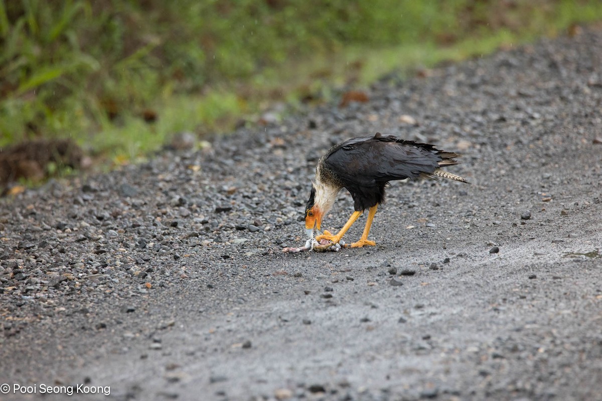 Crested Caracara - ML646278678