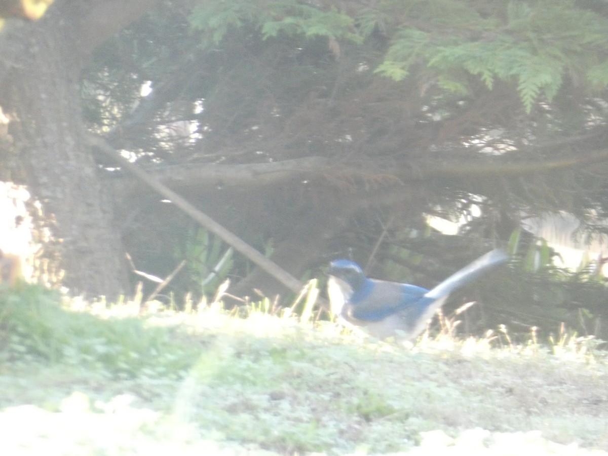 Калифорнийская сойка - ML646278681