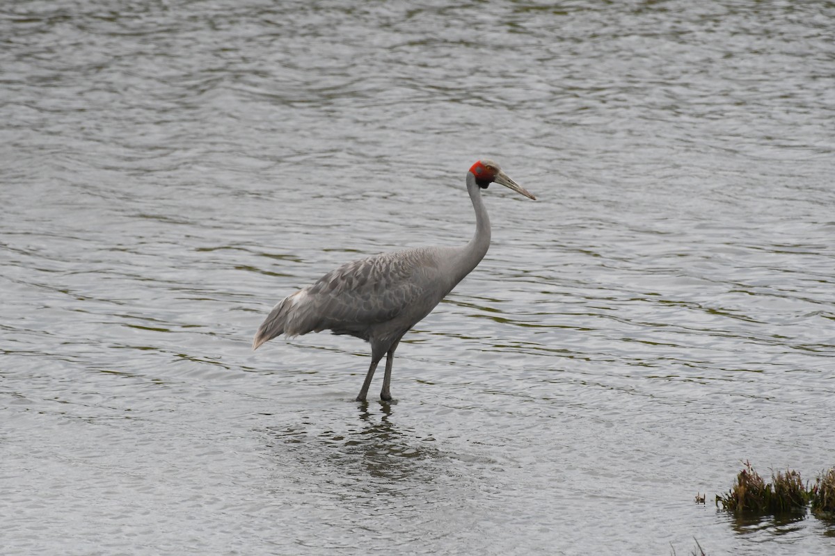 Австралийский журавль - ML646278682