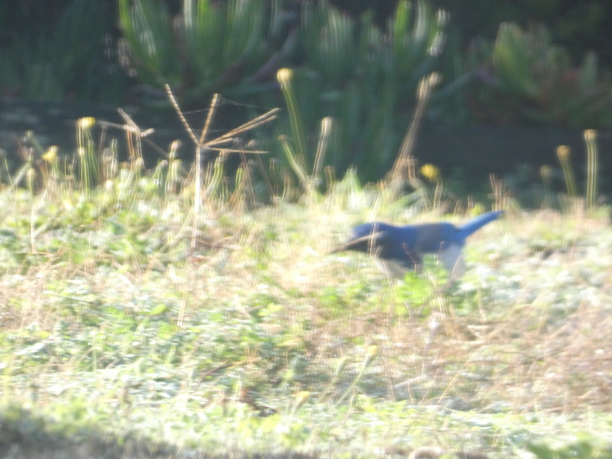 Калифорнийская сойка - ML646278683