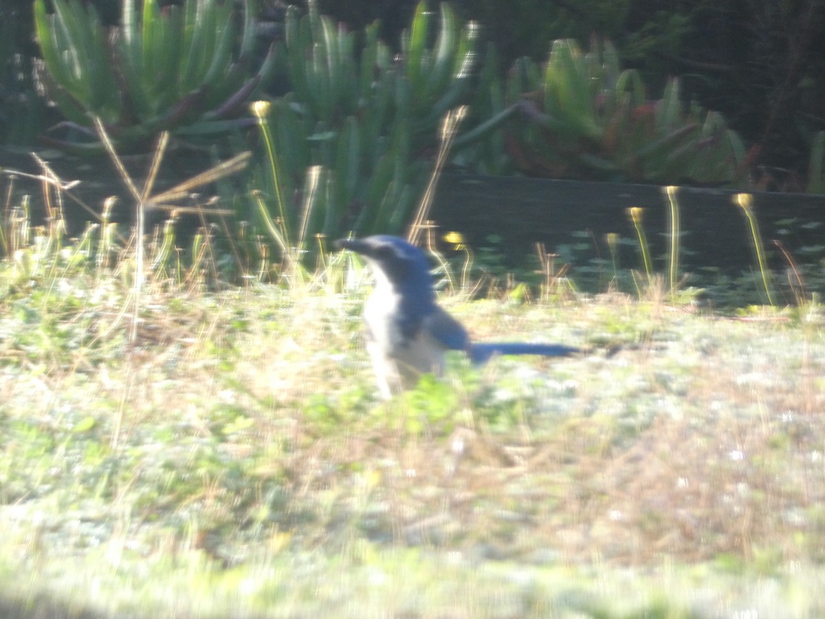 Калифорнийская сойка - ML646278684