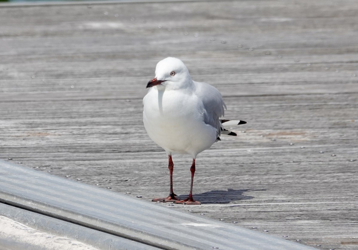 Австралийская чайка - ML646278690
