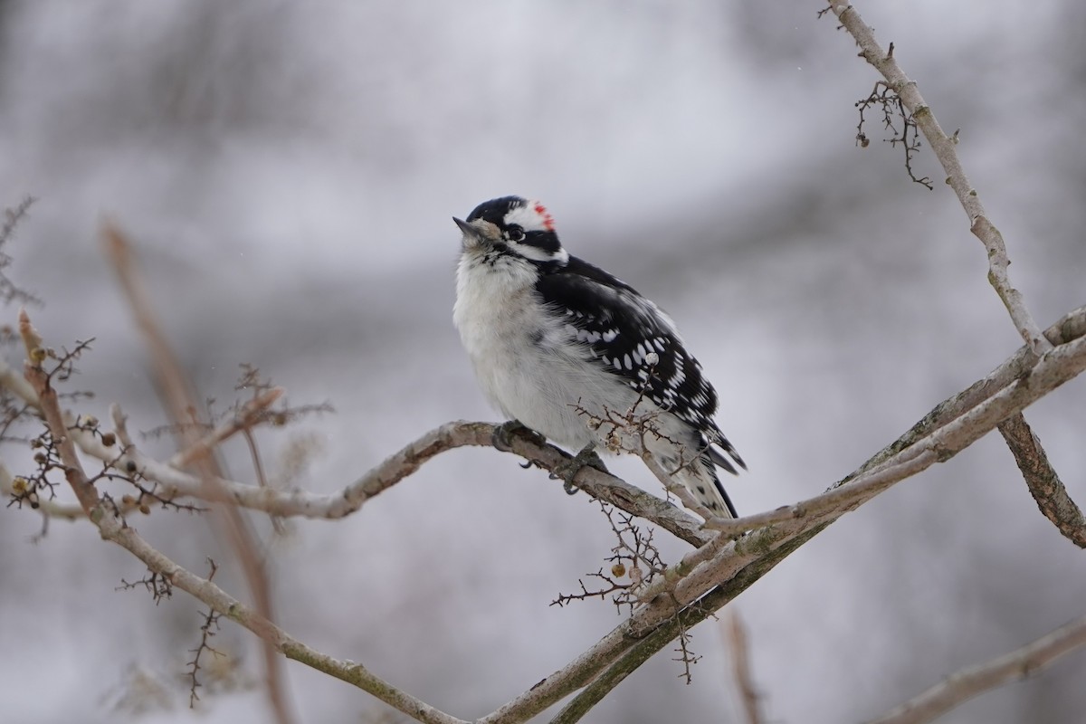 Пушистый дятел - ML646278691