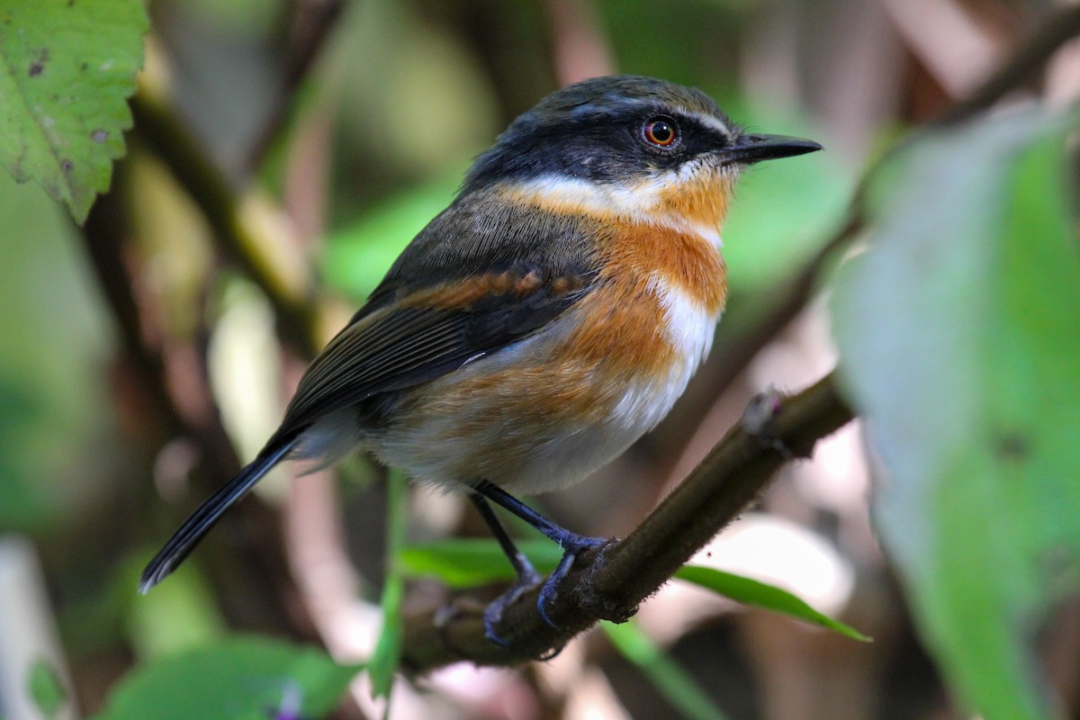 Cape Batis - ML646278692