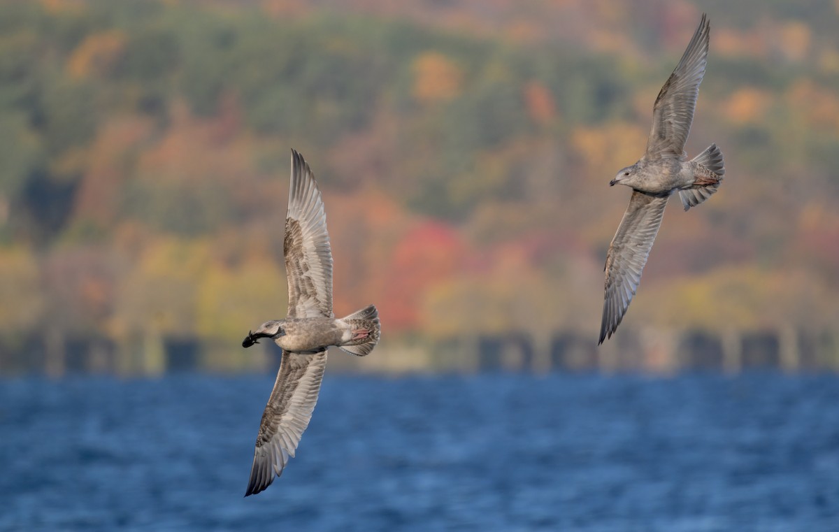 Американская чайка - ML646278694