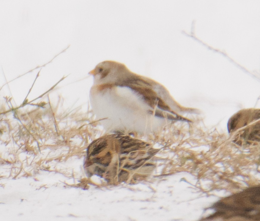 Пуночка - ML646278695