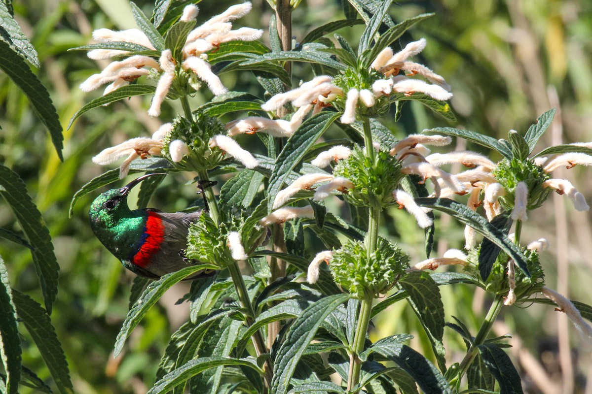 Южная нектарница - ML646278696