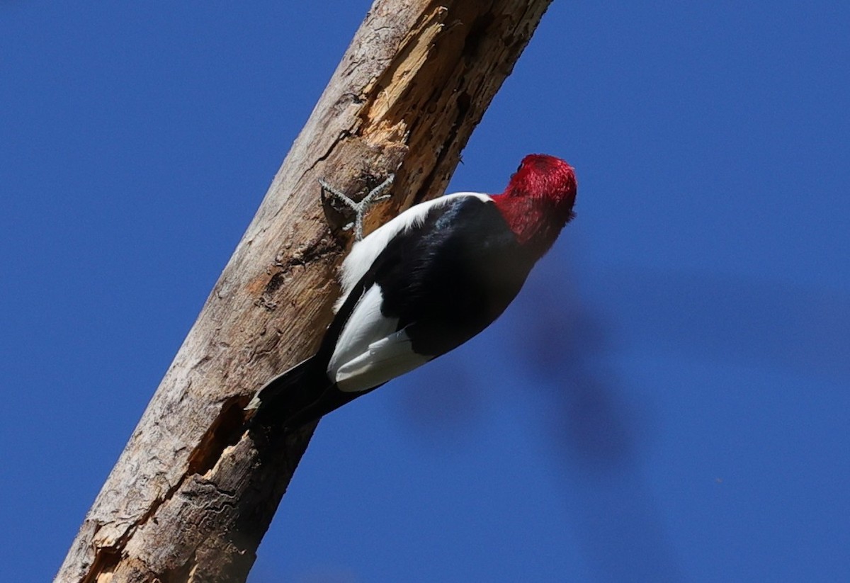 Красноголовый дятел - ML646278697