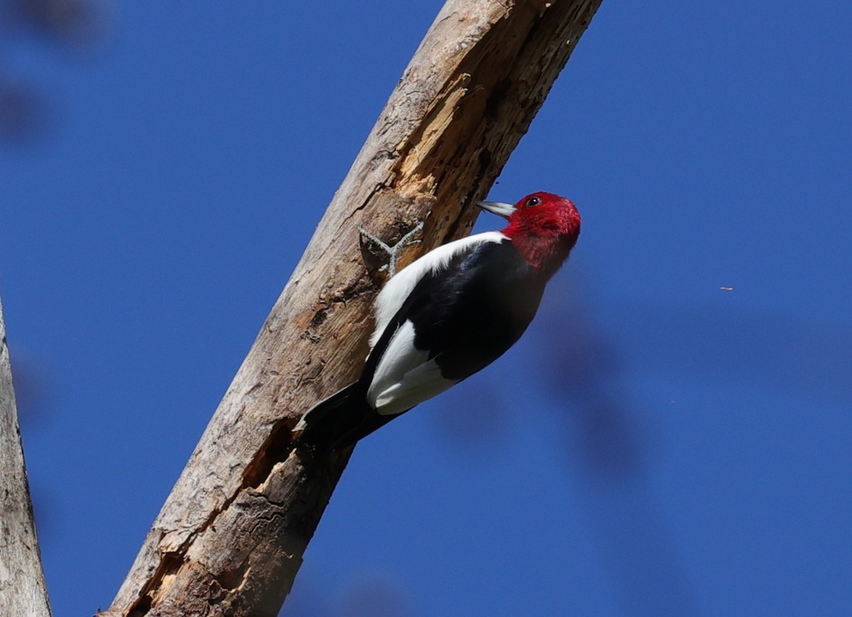 Красноголовый дятел - ML646278698