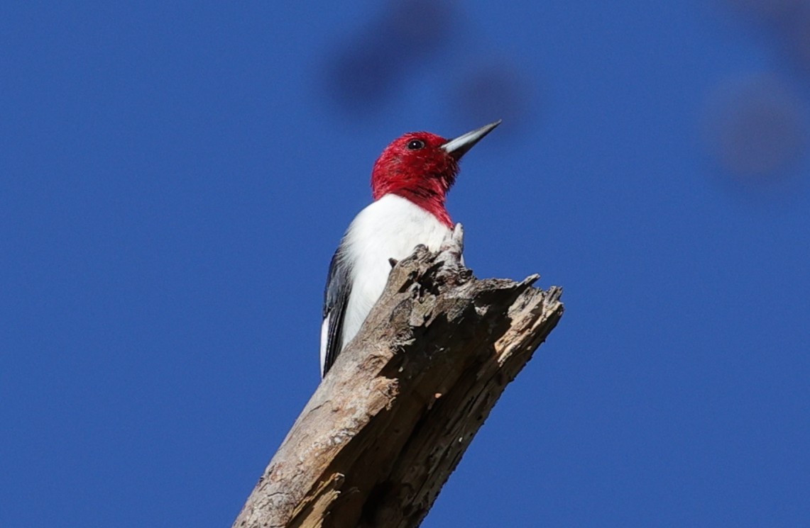 Красноголовый дятел - ML646278699