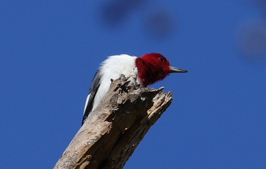 Красноголовый дятел - ML646278701