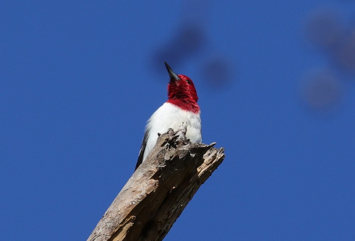 Красноголовый дятел - ML646278702