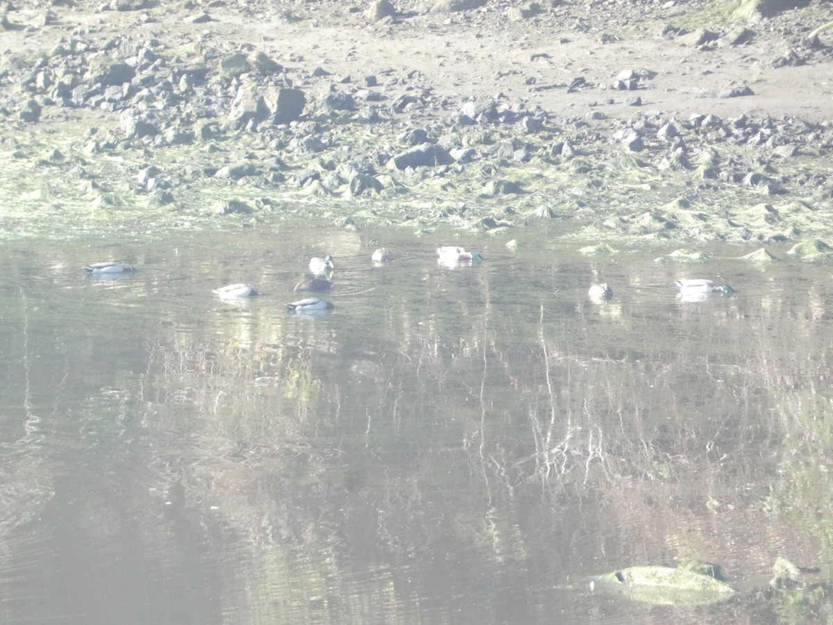 Кряква - ML646278703