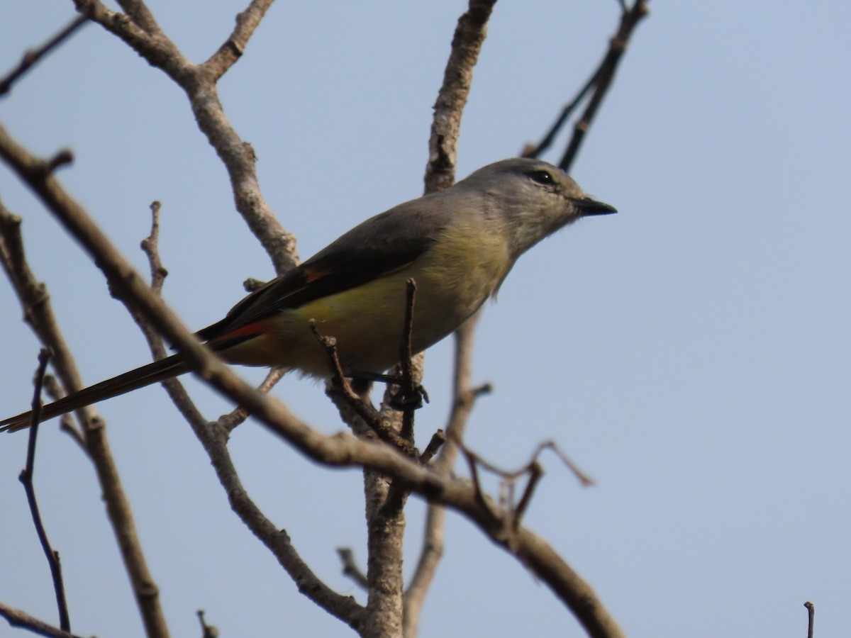 Горихвостковый личинкоед - ML646278704