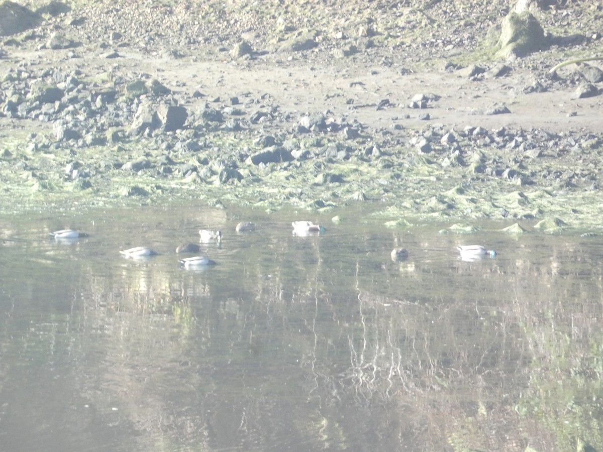 Кряква - ML646278706