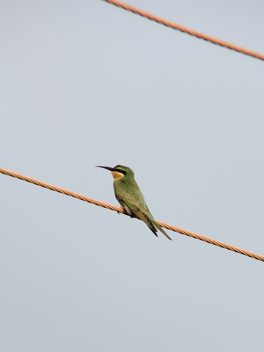 Зелёная щурка - ML646278707