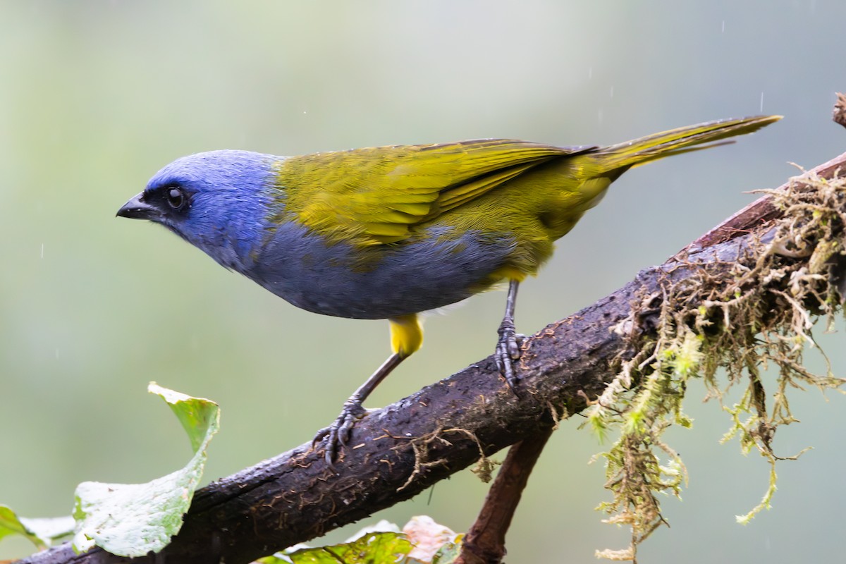 Blue-capped Tanager - ML646278708