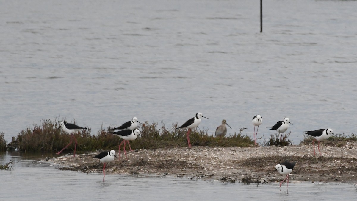 Австралийский ходулочник - ML646278709