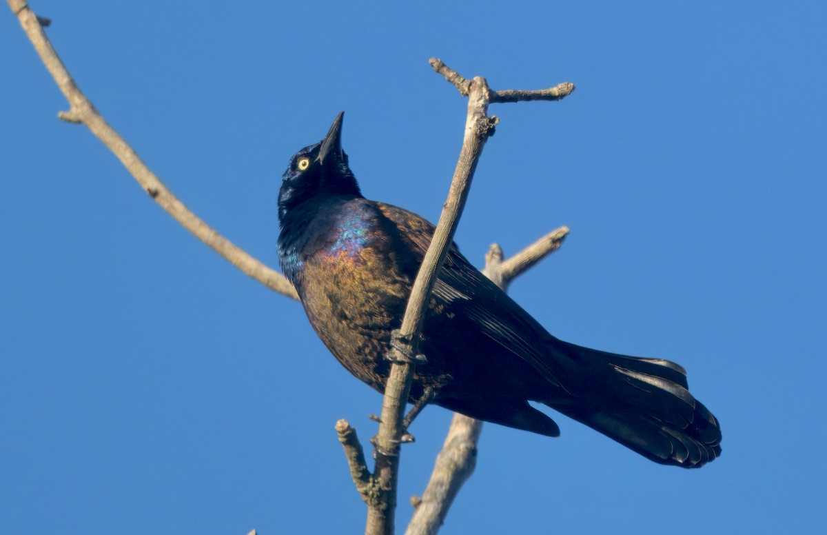 Пурпурный гракл - ML646278710