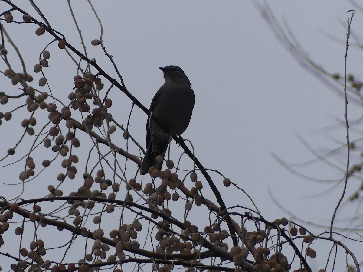 Горный кларино - ML646278715