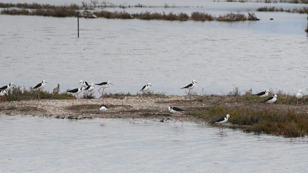 Австралийский ходулочник - ML646278718