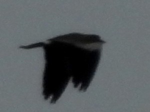 Кайеннский чибис - ML646278719