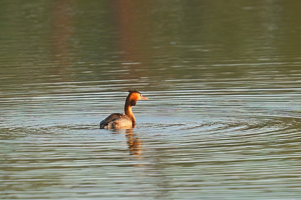 Чомга - ML646278721