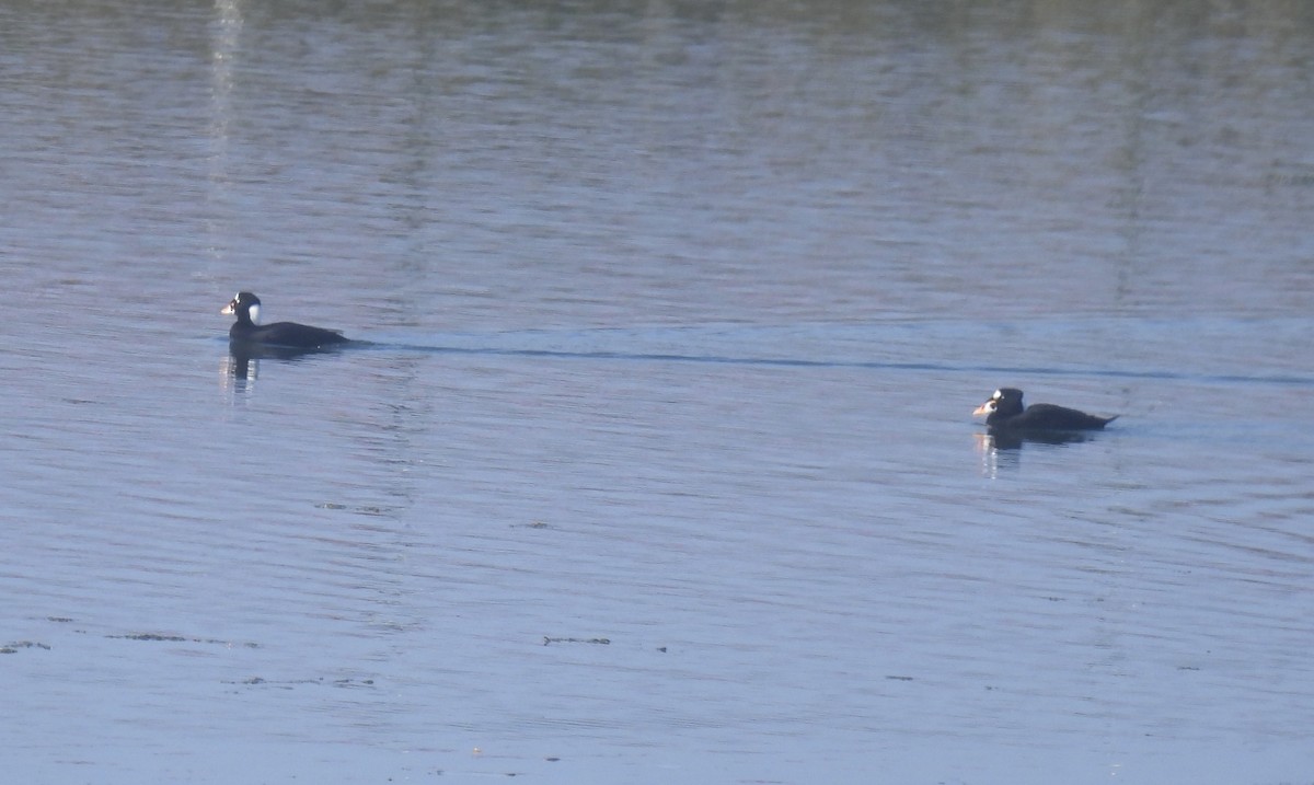 Пестроносый турпан - ML646278722