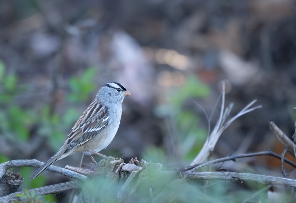 Porsuk Serçesi - ML646278723