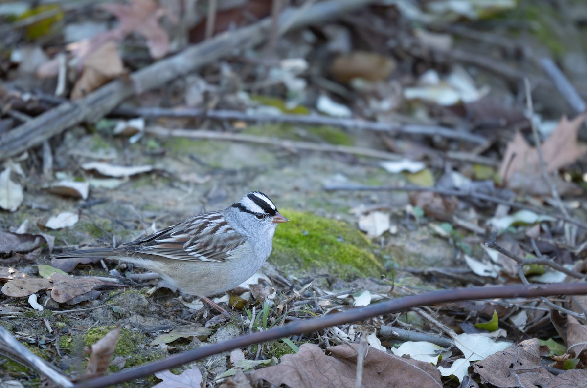 Porsuk Serçesi - ML646278725