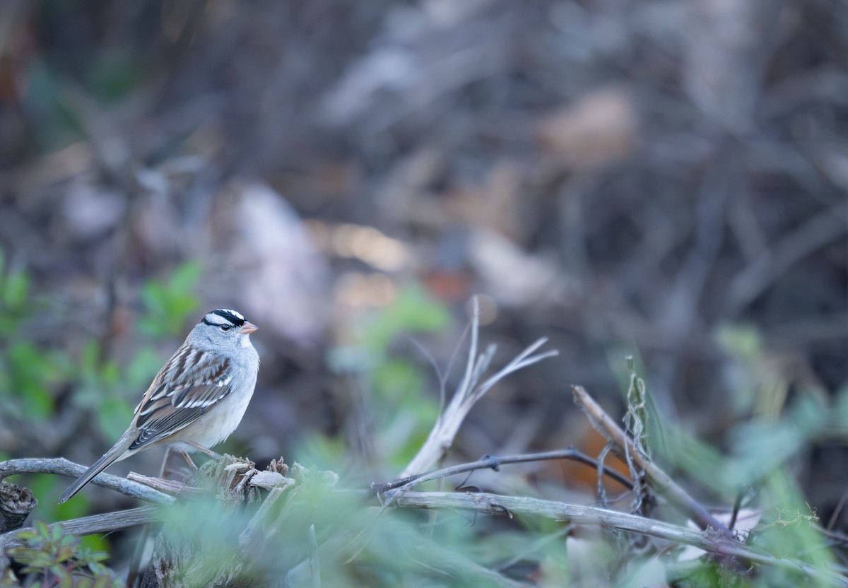 Porsuk Serçesi - ML646278726