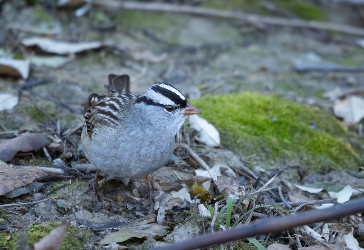 Porsuk Serçesi - ML646278728