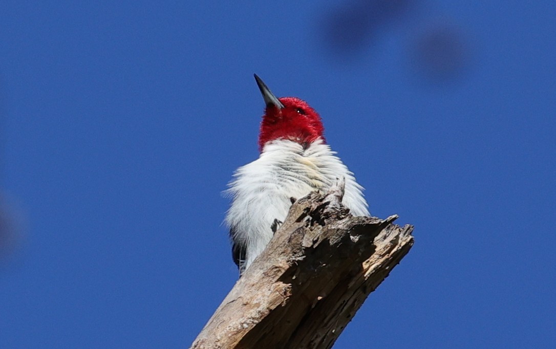 Red-headed Woodpecker - ML646278731