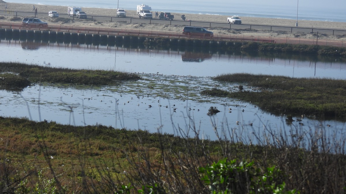 オバシギ属（トウネンの種） - ML646278734