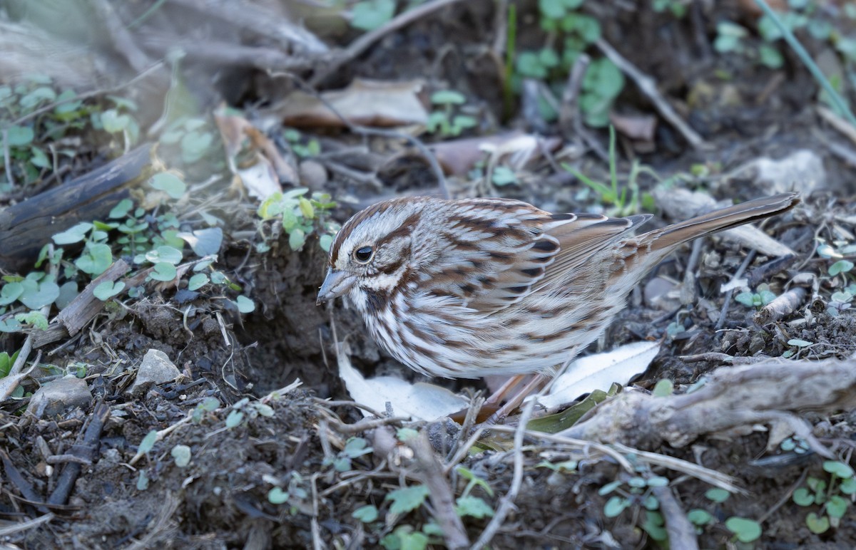 Bruant chanteur - ML646278741