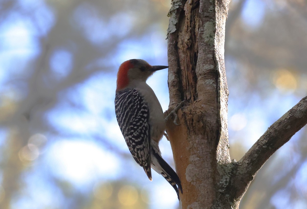 Red-bellied Woodpecker - ML646278742