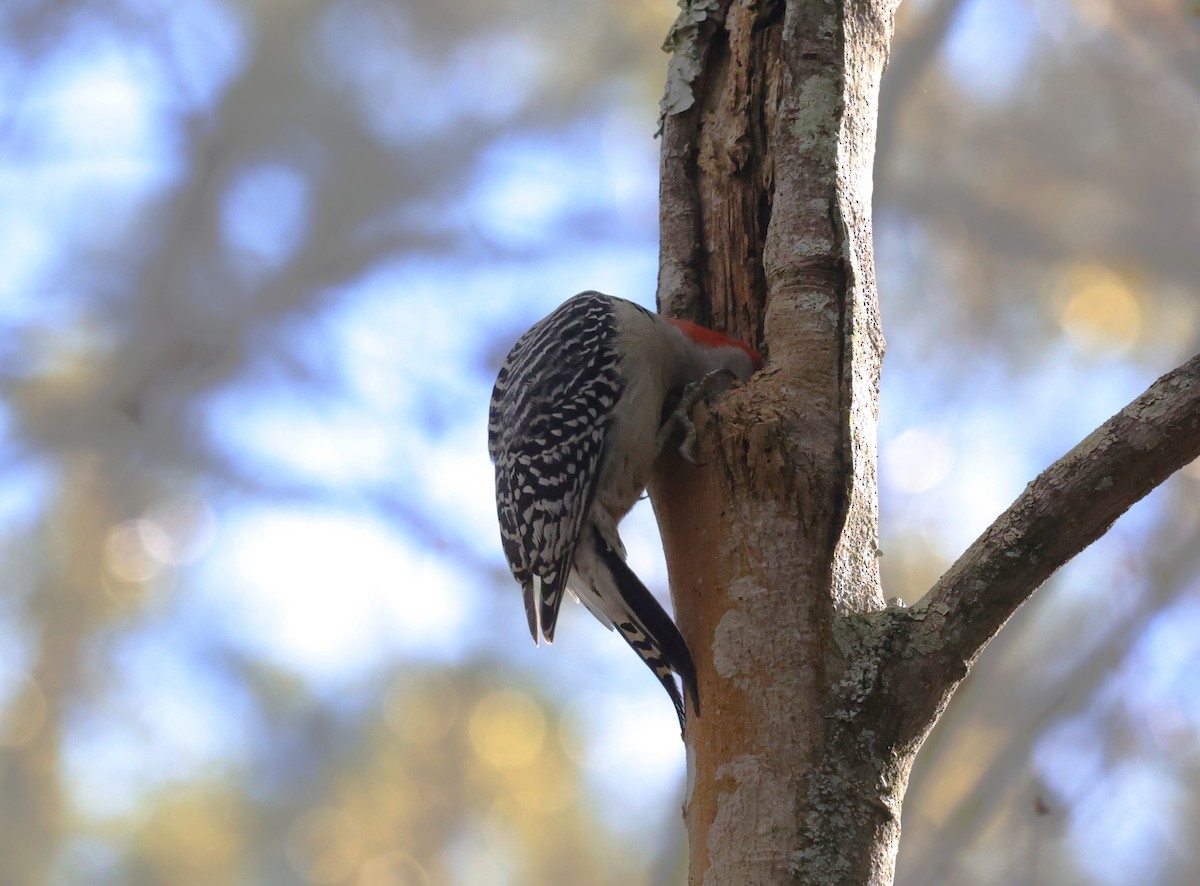 Red-bellied Woodpecker - ML646278743