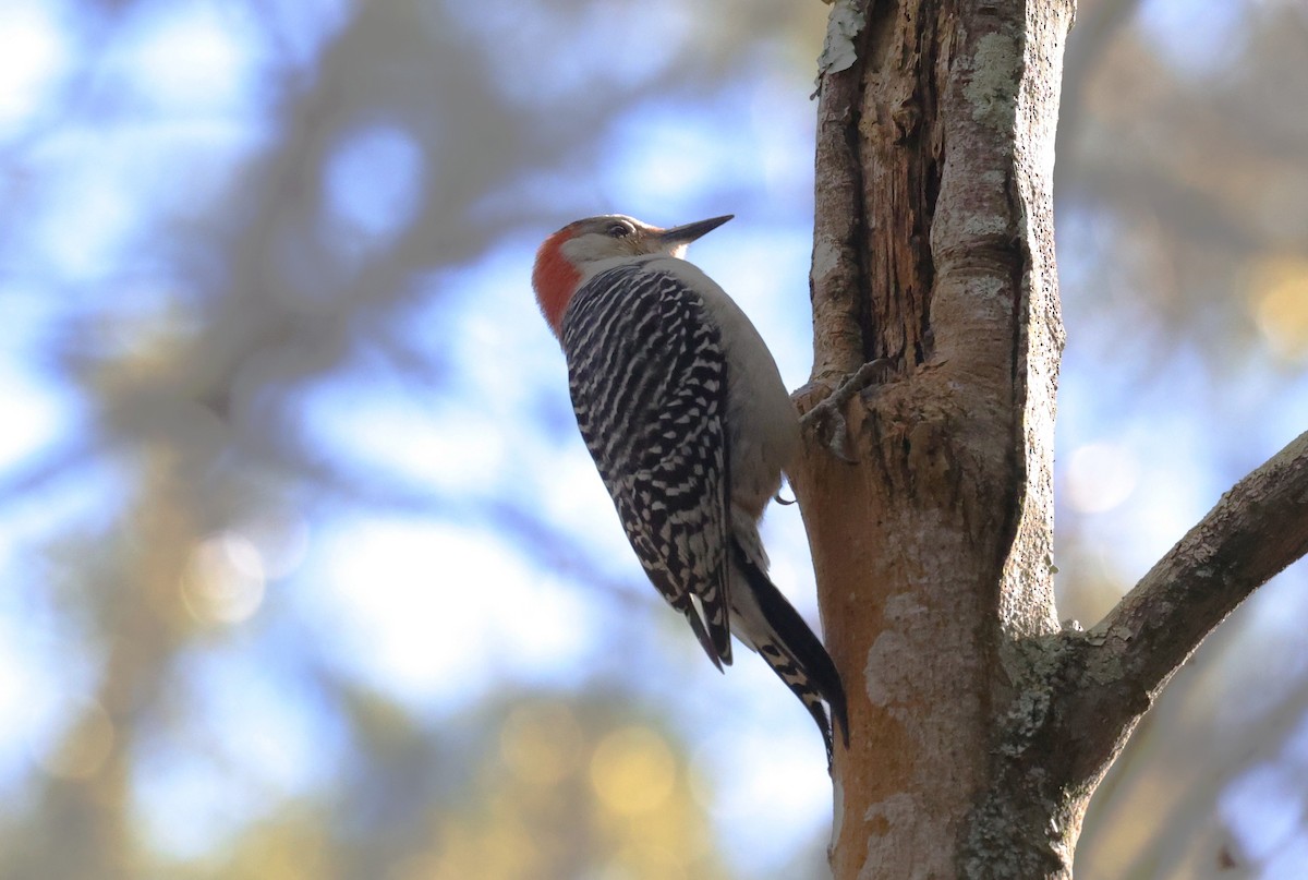 Red-bellied Woodpecker - ML646278744