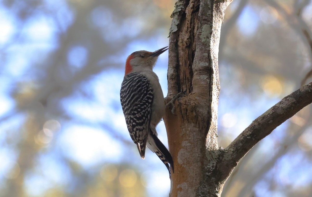 Red-bellied Woodpecker - ML646278745